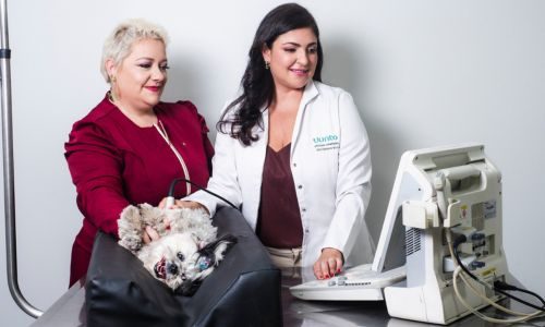 imagens luaiê veterinária em americana 1