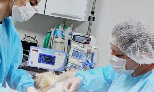 imagens luaiê veterinária em americana 5