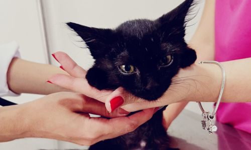 imagens luaiê veterinária em americana 6
