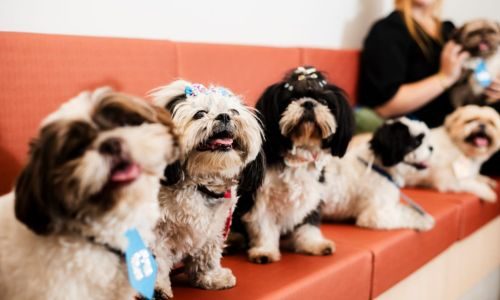 imagens luaiê veterinária em americana 8