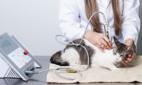 imagens luaiê veterinária em americana 9